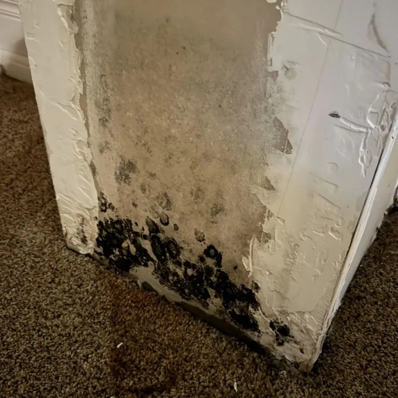 Professional Mold Removal in Opelika, AL